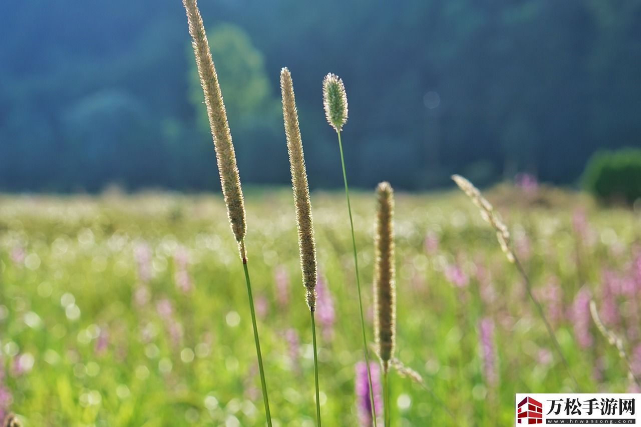 草根之声